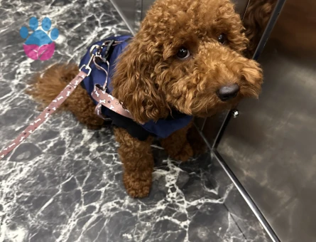 Oğlumuz Buddy için eş arıyoruz