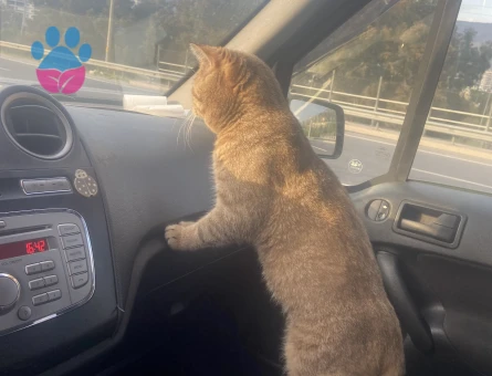 Scottish Fold Kedimi Kısırlaştırmadan önce çiftleştirmek istiyoruz