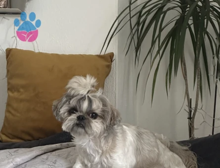 Shih Tzu Köpeğime Eş Arıyorum
