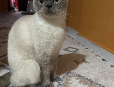 British Shorthsir 1 Yaşında Kedime Eş arıyoruz - 118982405