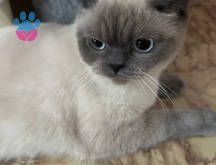 British Shorthsir 1 Yaşında Kedime Eş arıyoruz