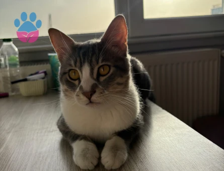 Tekir british kırması oğluma eş arıyorum