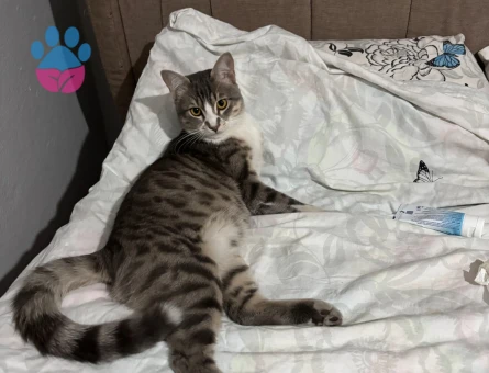 Tekir british kırması oğluma eş arıyorum