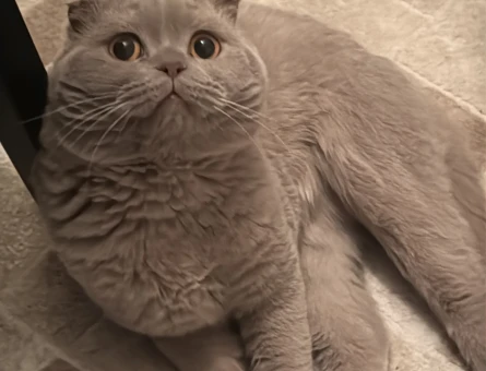 Scottish fold oğluma eş arıyorum - 118982410