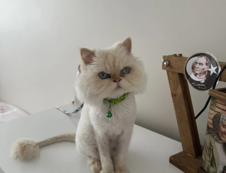 Chinchilla 2 Yaşında Kedim Eş Arıyor - 118982412