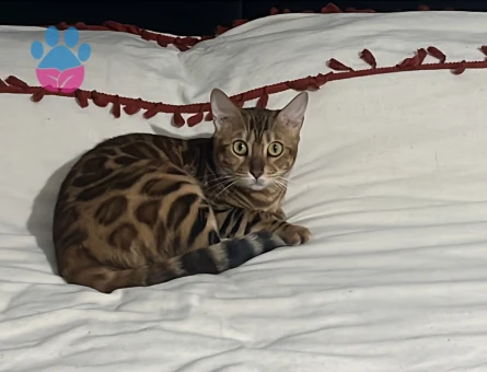 1 yaşında dişi bengal kedime eş arıyorum