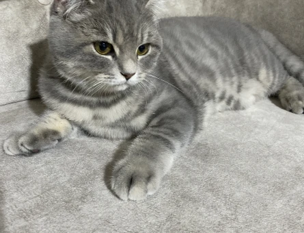 British Shorthair Kedim Kızgınlıkta - 118982419