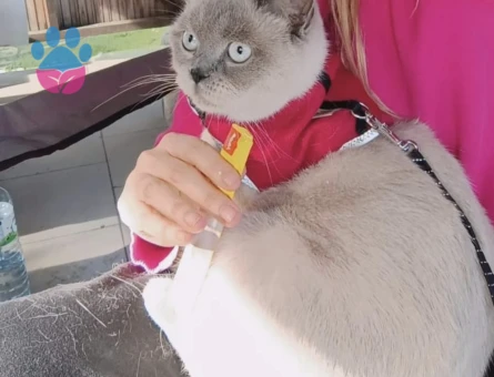 Blue point erkek kedi aranıyor