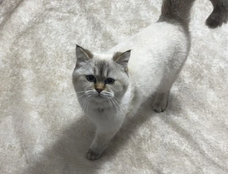 British Shorthair 8 Aylık Kızım Eş Arıyor - 118982421