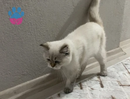 British Shorthair 8 Aylık Kızım Eş Arıyor