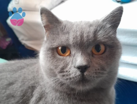 British Shorthair 1,5 Yaşında Kedim İçin Eş Arıyoruz
