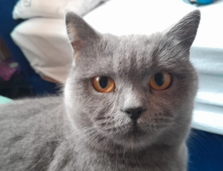 British Shorthair 1,5 Yaşında Kedim İçin Eş Arıyoruz - 118982422