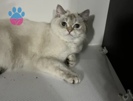 British Shorthair Blue Point