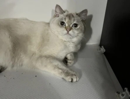 British Shorthair Blue Point - 118982423