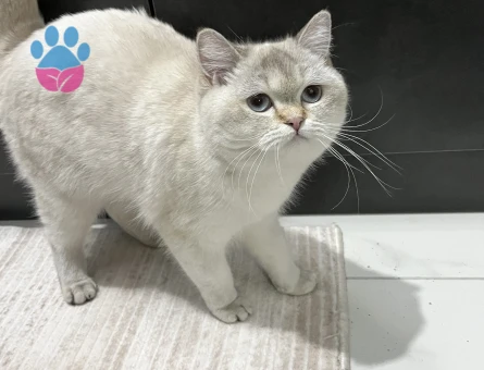 British Shorthair Blue Point