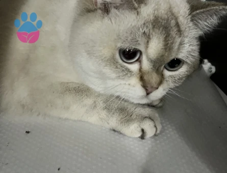 British Shorthair Blue Point