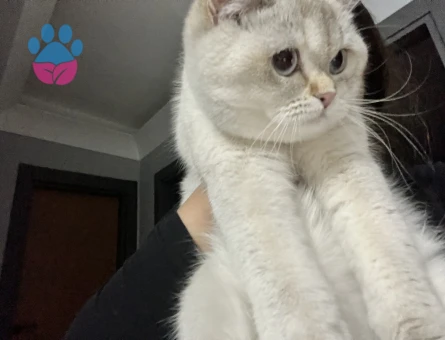 British Shorthair Blue Point