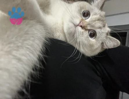 British Shorthair Blue Point