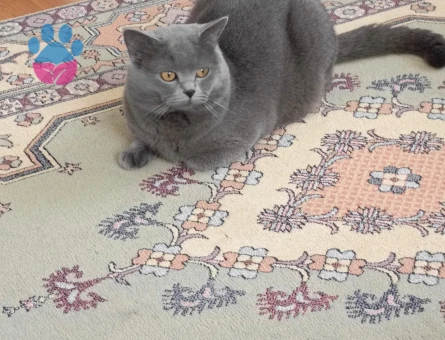 British Shorthair Erkek Kedime Eş Arıyorum