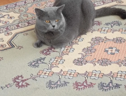 British Shorthair Erkek Kedime Eş Arıyorum - 118963985