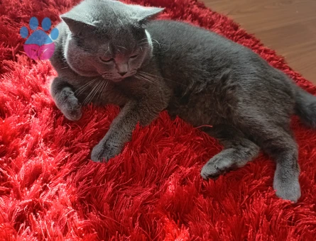 British Shorthair Erkek Kedime Eş Arıyorum
