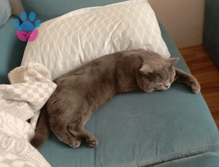 British Shorthair Erkek Kedime Eş Arıyorum