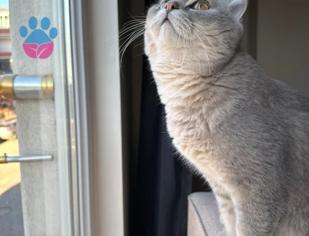 Acil dişi prenses aranıyor