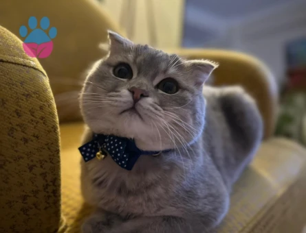 Acil dişi prenses aranıyor