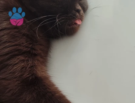 Prensesimize Prens Arıyoruz