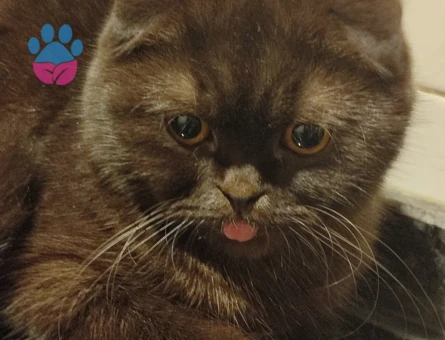 Prensesimize Prens Arıyoruz