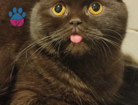 Prensesimize Prens Arıyoruz