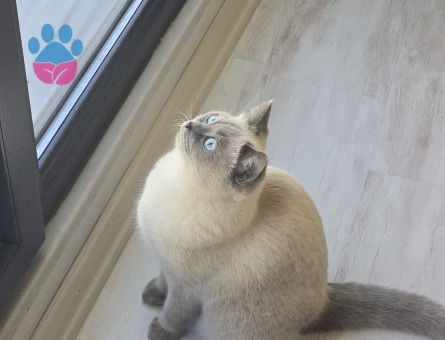 1 YAŞINDA OLAN KIZIMA EŞ ARIYORUZ