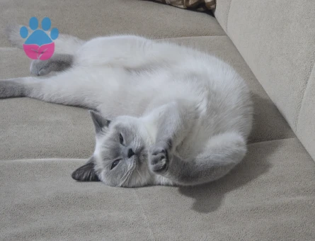 1 YAŞINDA OLAN KIZIMA EŞ ARIYORUZ