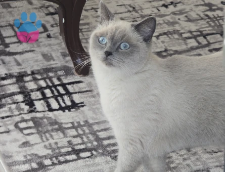 1 YAŞINDA OLAN KIZIMA EŞ ARIYORUZ