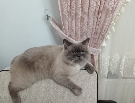 Oglumuza eş arıyoruz - 118975730