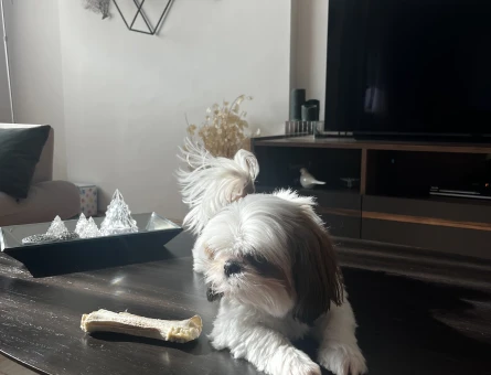 Molly  kızımıza uygun eş - 118975731