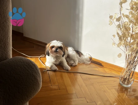 Molly  kızımıza uygun eş