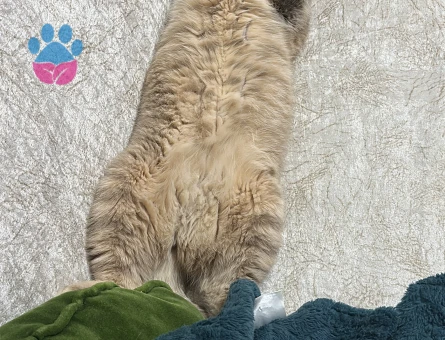 Kızıma eş arıyoruz