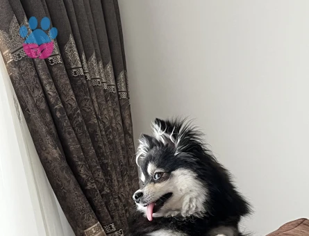 Pomerinian cinsi olan güzel kızıma güzel bir erkek köpeği aramaktayım