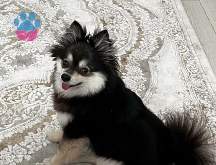 Pomerinian cinsi olan güzel kızıma güzel bir erkek köpeği aramaktayım