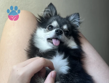 Pomerinian cinsi olan güzel kızıma güzel bir erkek köpeği aramaktayım