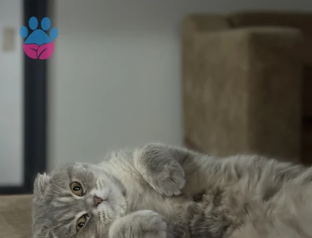 Gofrete hanım bakıyoruz