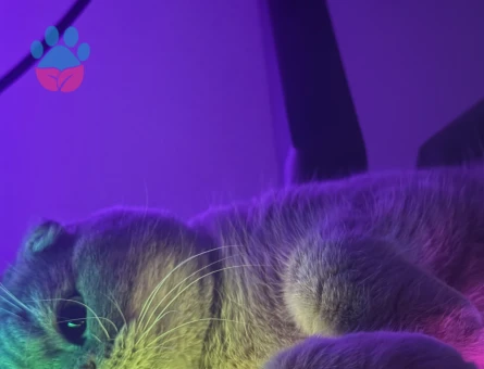 Gofrete hanım bakıyoruz