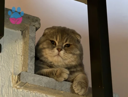 Gofrete hanım bakıyoruz