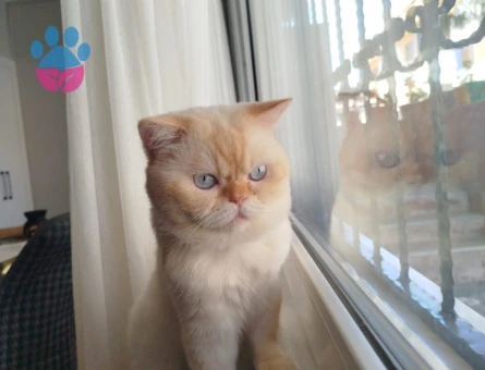 Yakışıklı prensimize eş arıyoruz