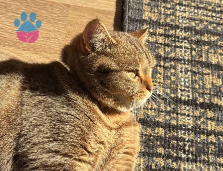 British Kızıma damat ariyoruz