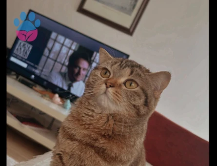 British Kızıma damat ariyoruz