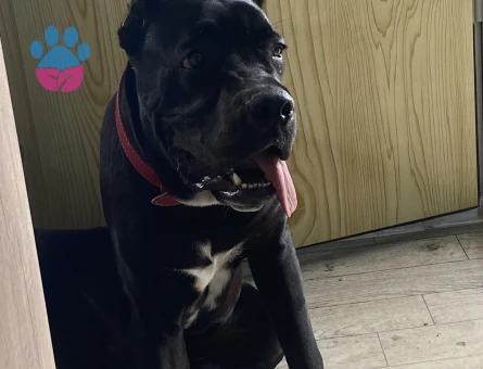 erkek cane corsoma eş arıyorum