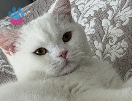 8 aylik erkek Kedime Eş Arıyorum