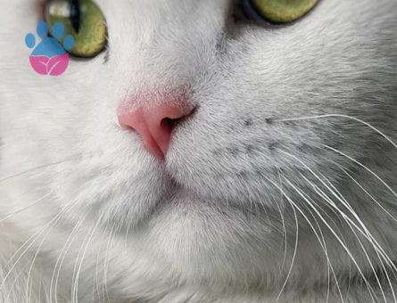 8 aylik erkek Kedime Eş Arıyorum